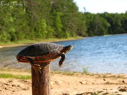 turtle on a fence post